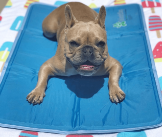 Cool Pet Pad (Color: , size: XL)