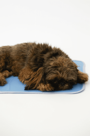 Cool Pet Pad (Color: , size: medium)