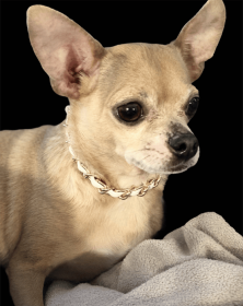 Leatherorzo Collar (Color: White, size: X Large)