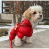 Cherry red leather One-click dog harness