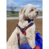 Cardinal One-click dog harness