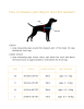 Champagne One-click Dog Harness