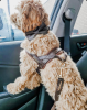 Grizzly brown dog leather one-click harness