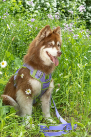 Lavender Garden Ultimate Dog Harness (Color: , size: small)